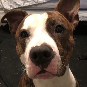 Meet your Posher, Albert